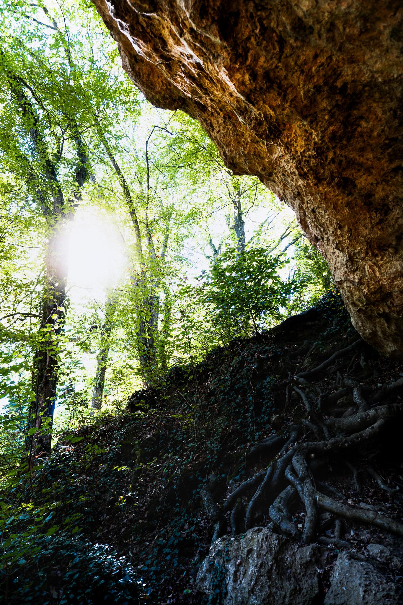 Slow Growth: The Woods of Germany