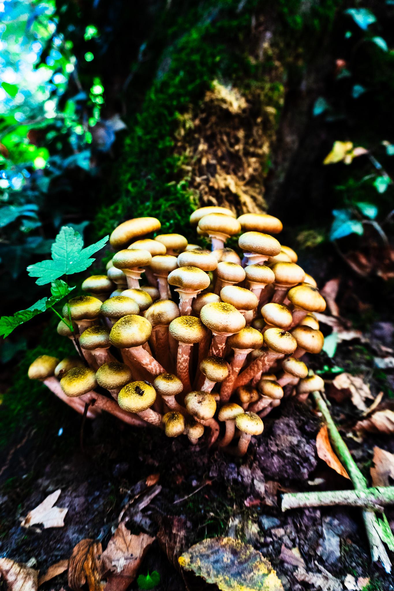 Slow Growth: The Woods of Germany
