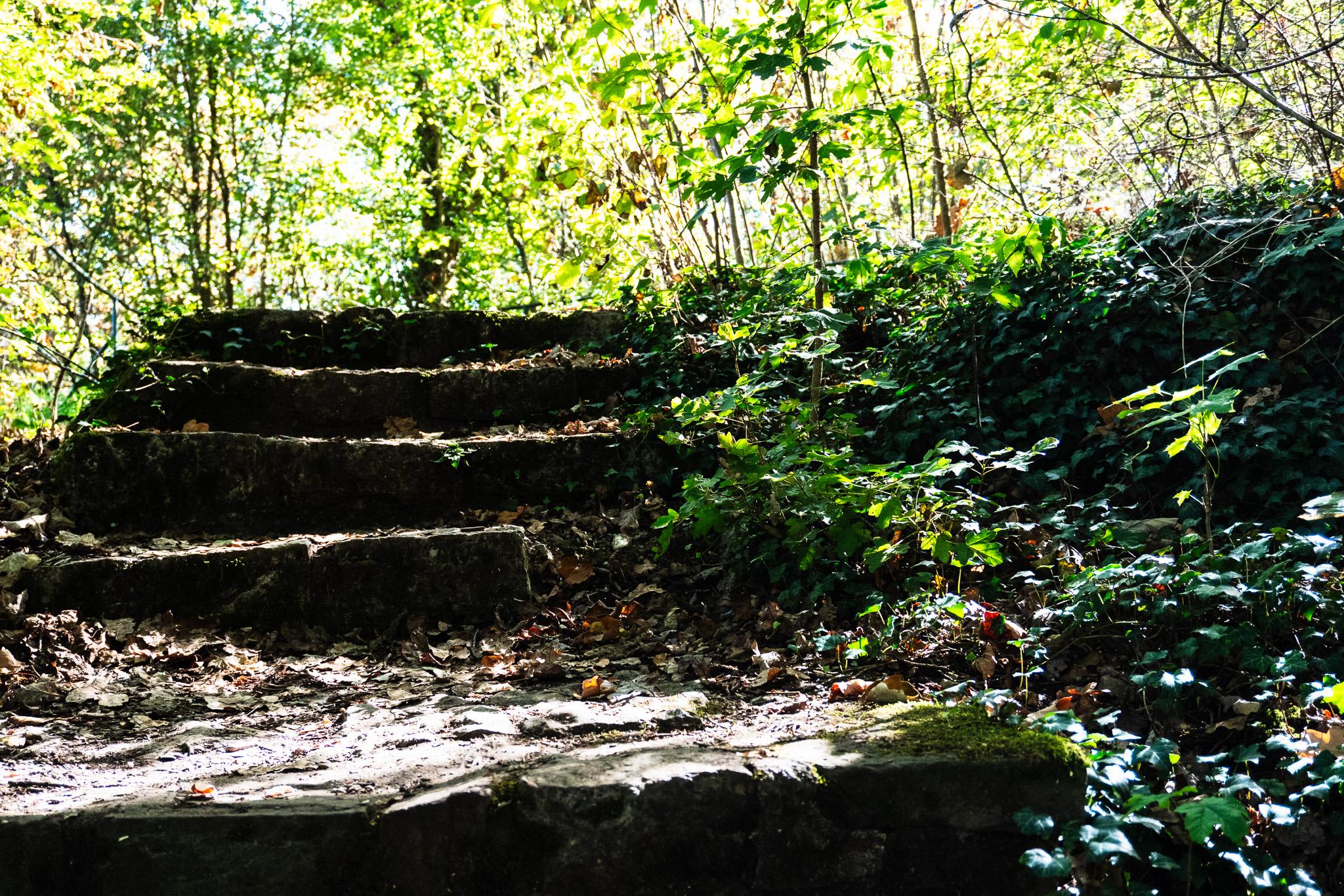 Slow Growth: The Woods of Germany